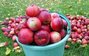 appels
