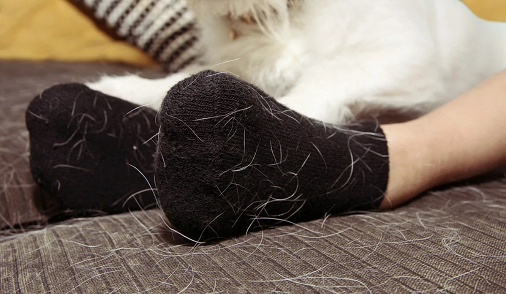 clothes contaminated with wool